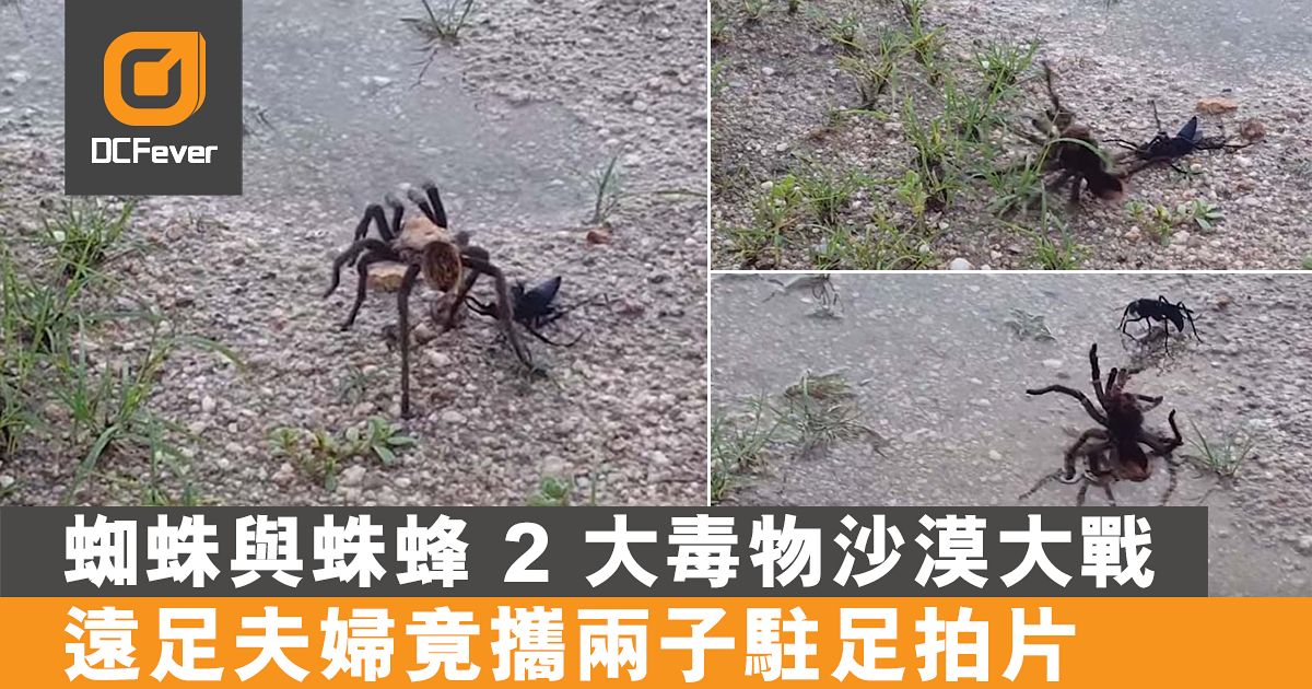嫌命長 毒蜘蛛與蛛蜂沙漠大戰 遠足夫婦竟攜兩子駐足拍片 Dcfever Com