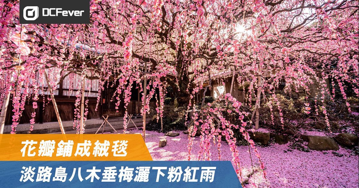 花瓣鋪成絨毯 淡路島八木垂梅灑下粉紅雨 Dcfever Com