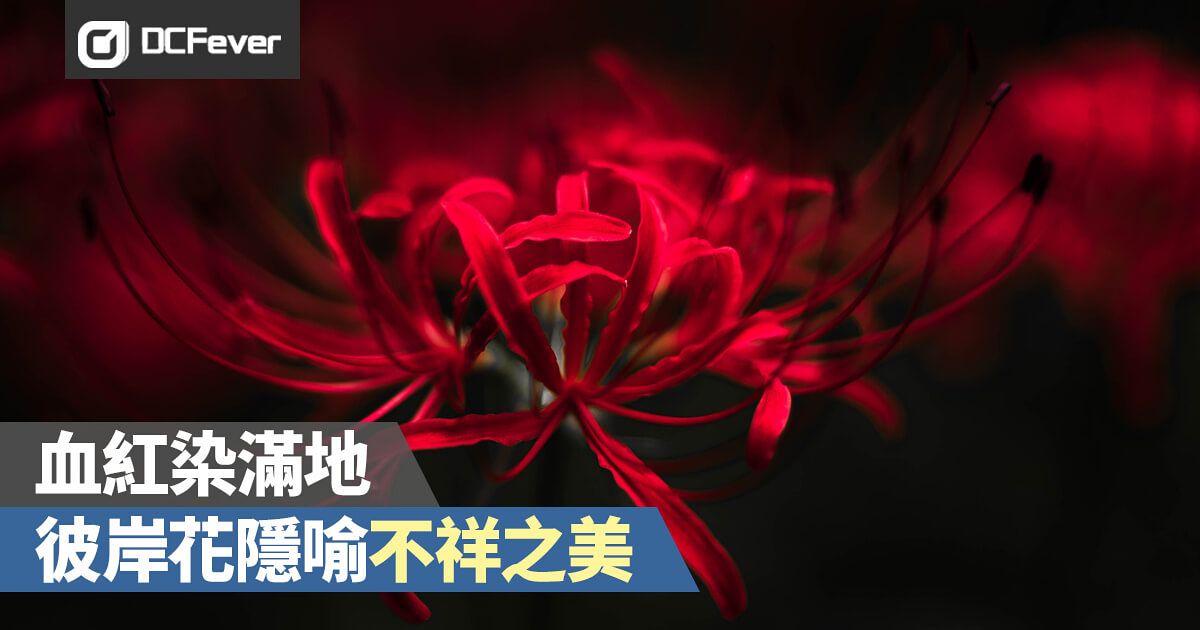 血紅染滿地 彼岸花隱喻不祥之美 Dcfever Com